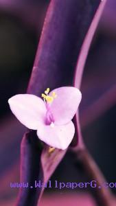 Pink flower 2