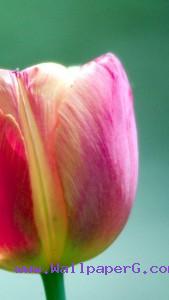Pink and yellow flower