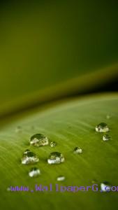 Water dots on leaves