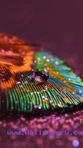 Colorful fan