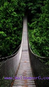 Way to forest