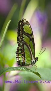 Green butterfly 1