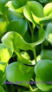 Money plant