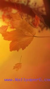 Leaf on water