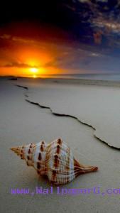 Sea shell