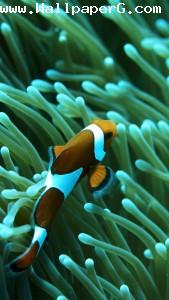 Fish in water 1