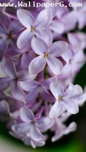 Purple flowers