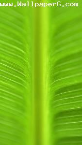 Leaf 1