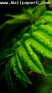 Leaf 2