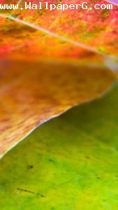 Leaf 3