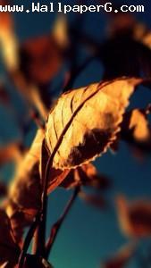 Leaf 4