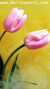 Pink flower with green leaves