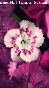 White & pink flowers