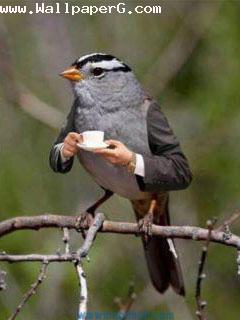 Sparrow drinking tea