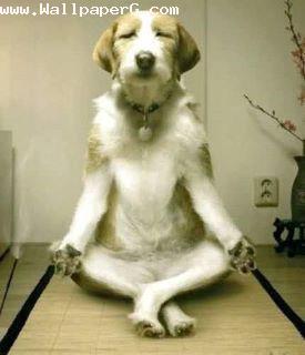 Dog doing yoga