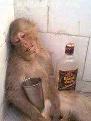 Monky drinking