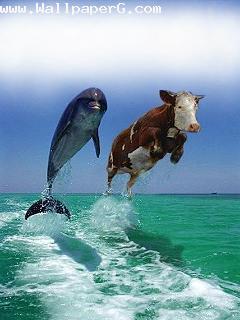 Race between shark and cow