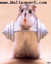 Mouse weight lifting