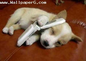 Puppy got a call