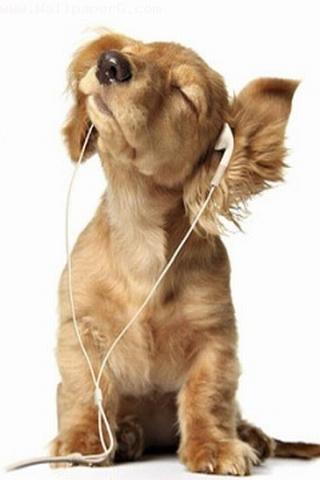 Dog listing music