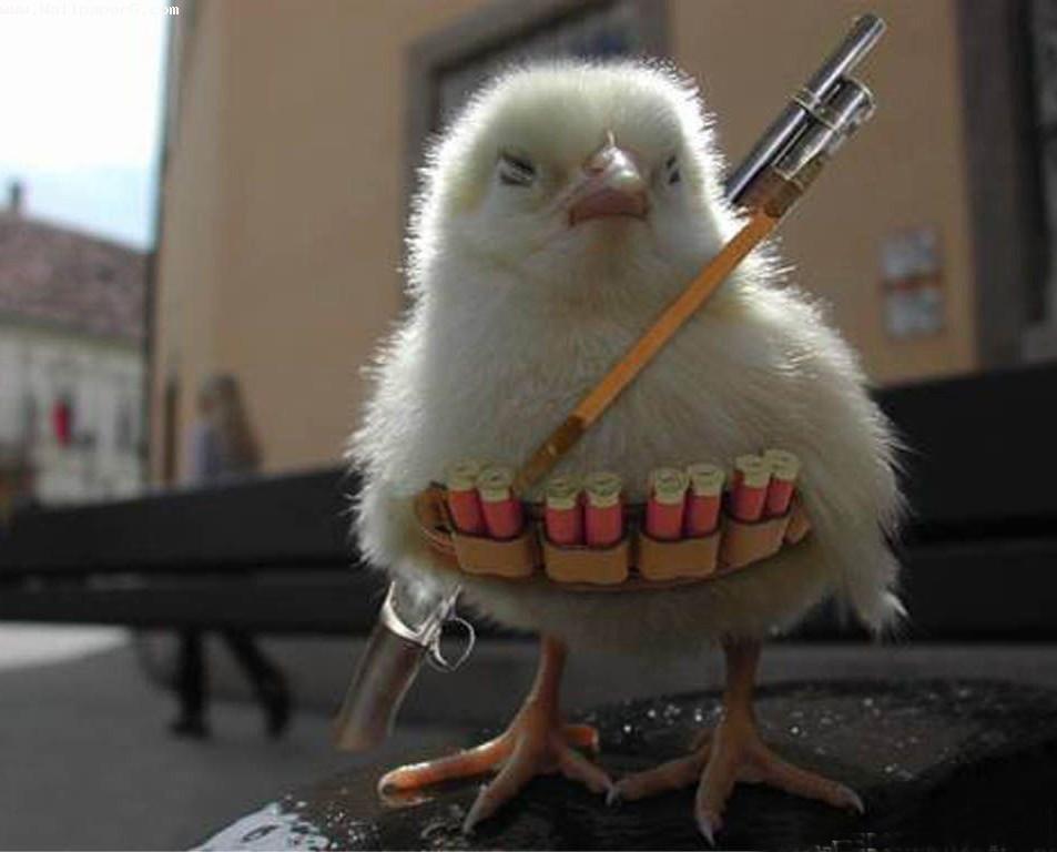 Bird the robin hood