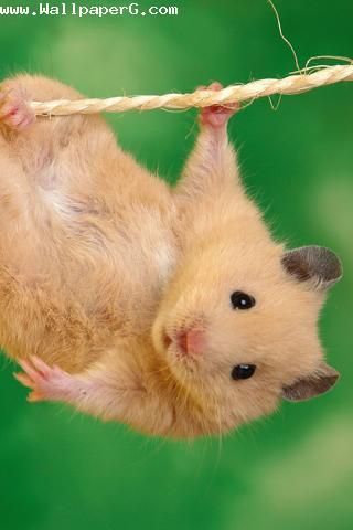 Funny hamster 