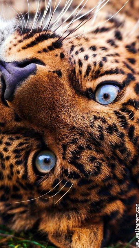 Awesome tiger eyes