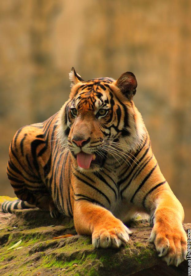 Sitting posture of tiger