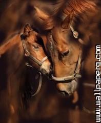 Beautiful horses