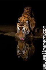 Tiger drinking water