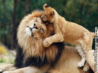 Cub and mother lioness 