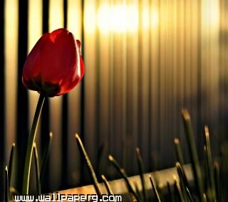 Red rose(2)
