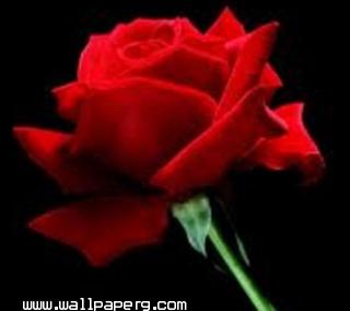Red rose(3)
