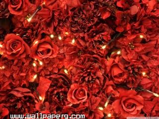 Red roses lights wallpaper