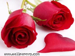 Red roses wallpaper(1)