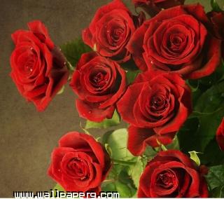 Red roses(1)