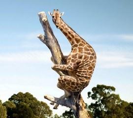 Funny giraffe