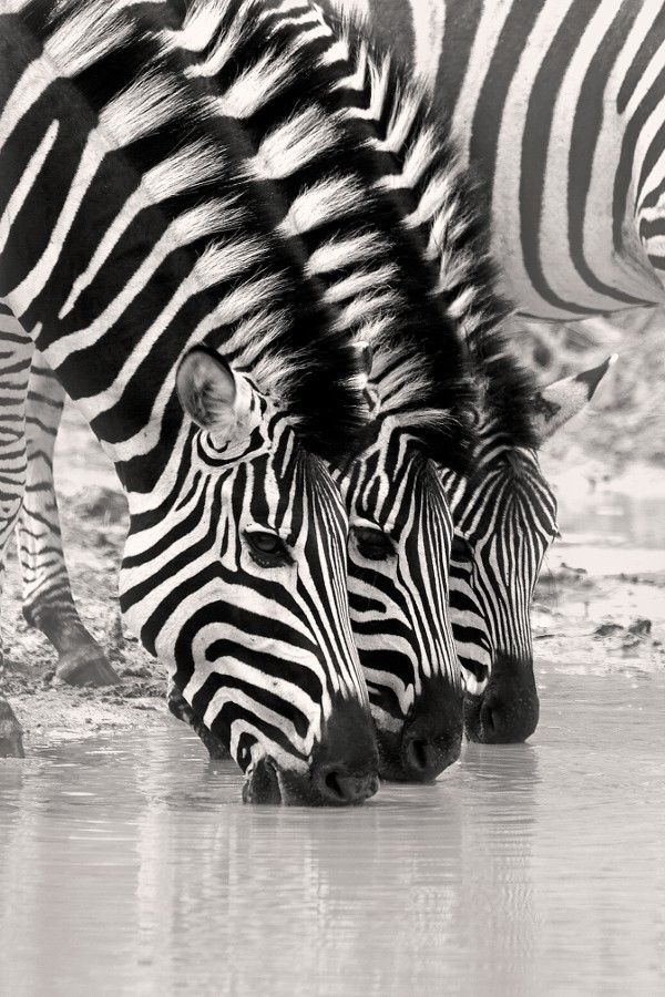 Black and white zebra