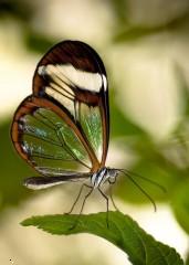 Glass butterfly