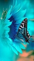 Blue butterfly 14