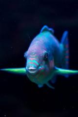 Colorful fish 