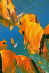 Orange fishes