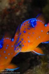 Orange blue fish