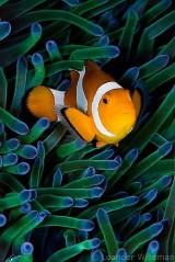 Cute orange fish