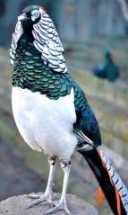 Lady amherst s pheasant