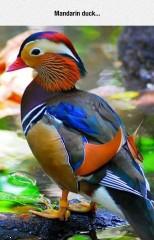 A mandarin duck