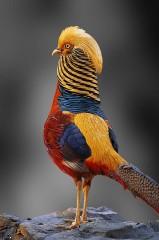 Golden pheasant