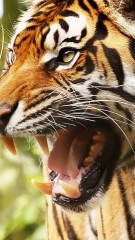 Tiger close up