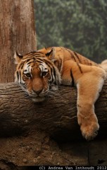 Tiger on the branch