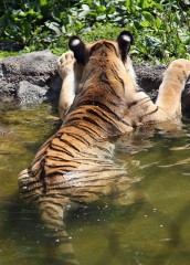 Chilling tiger